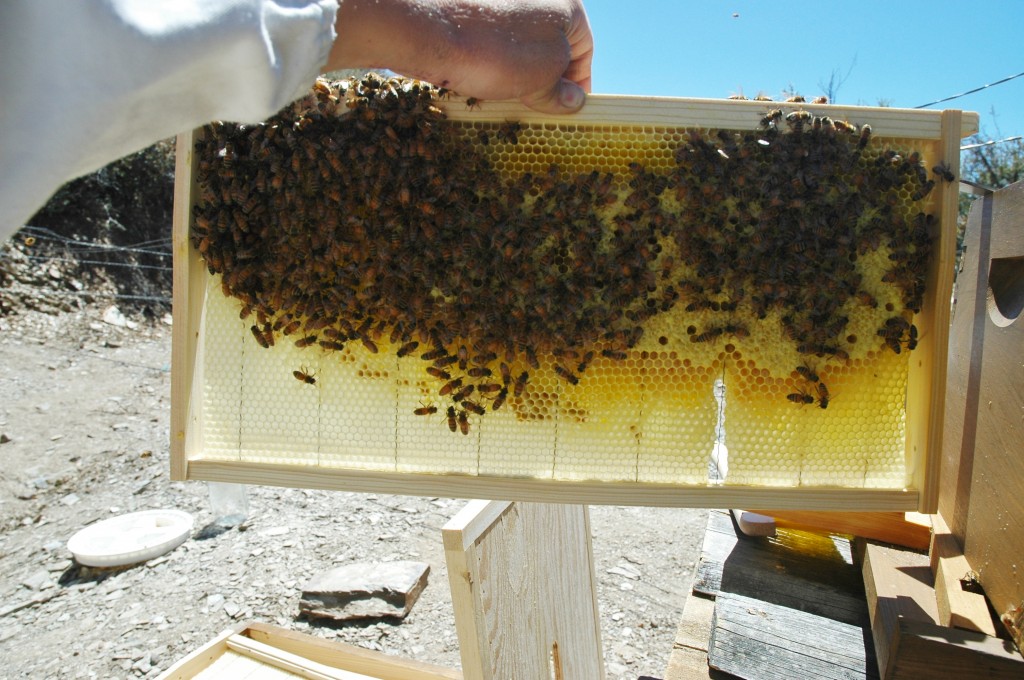 bee hive inspection