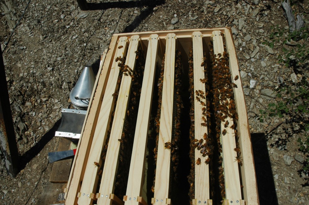 bee hive inspection