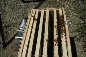 bee hive inspection