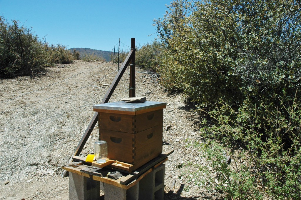 bee hive inspection
