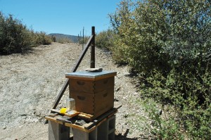bee hive inspection