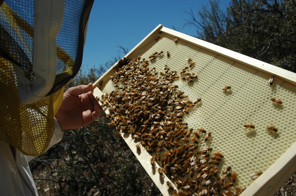 bee hive inspection