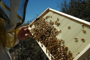 bee hive inspection