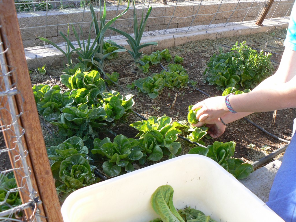 lettuce garden