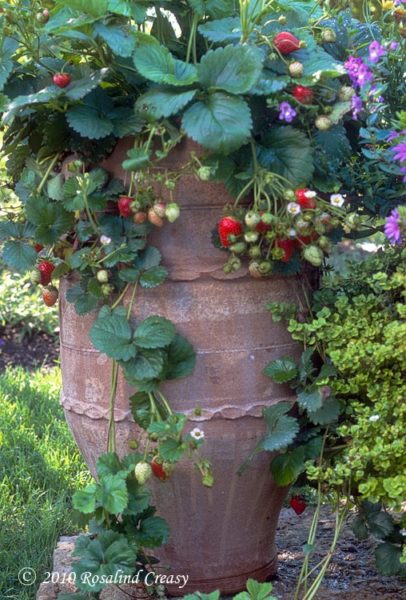 Strawberry Pot