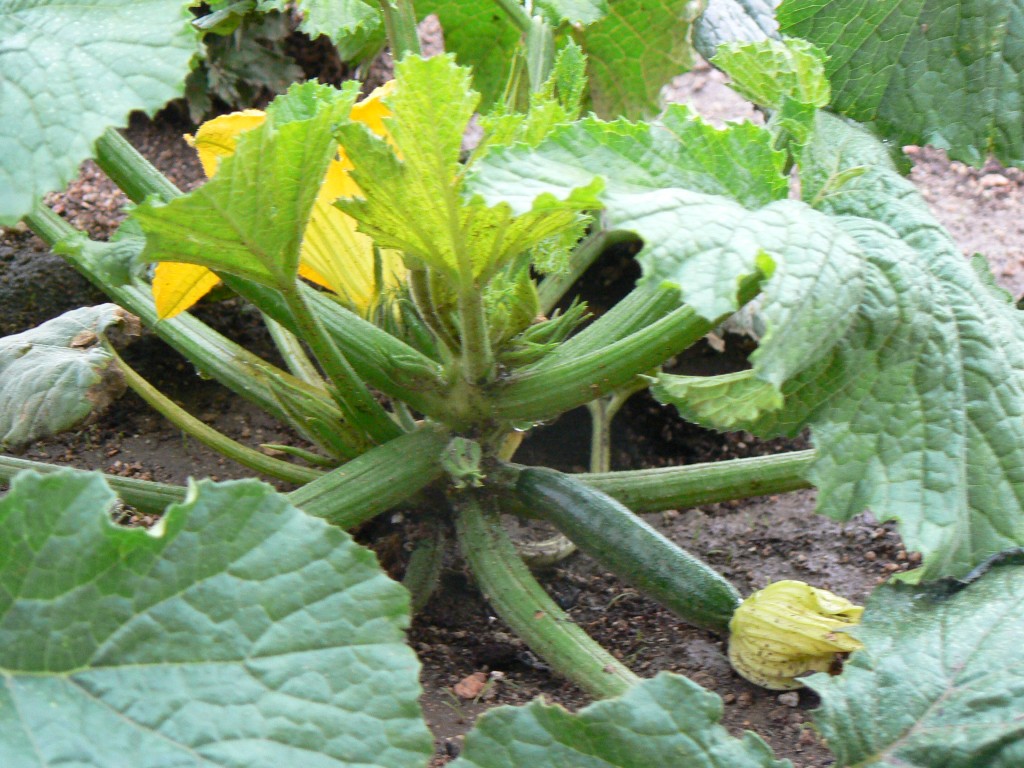 zuchinni plant