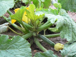 zuchinni plant