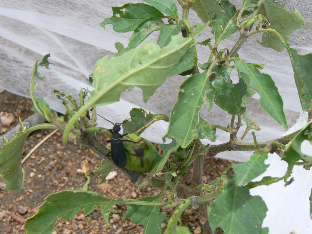 blister beetle eating pepper plant