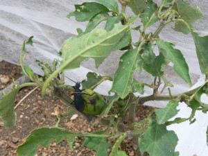 blister beetle eating pepper plant