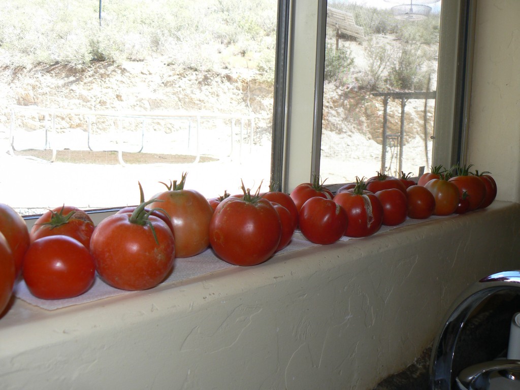 tomatoes from the garden