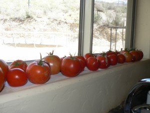 tomatoes from the garden
