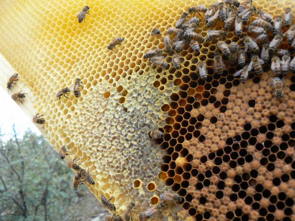 stored honey