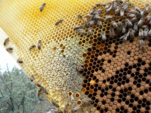 stored honey