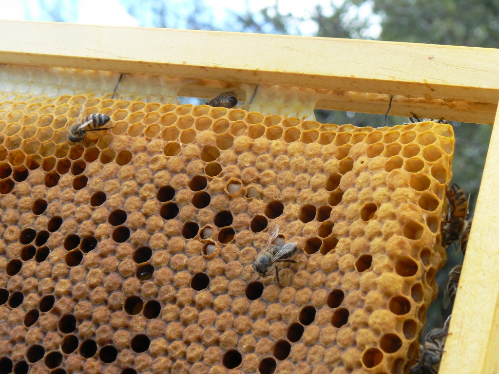 capped brood