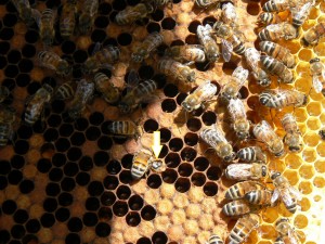bee crawling out of cell