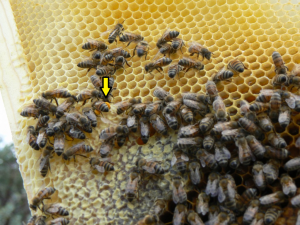 bee with pollen