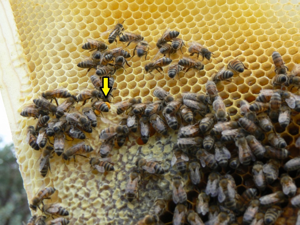 bee with pollen
