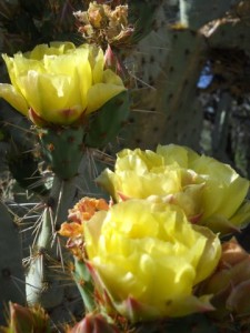 cactus flower