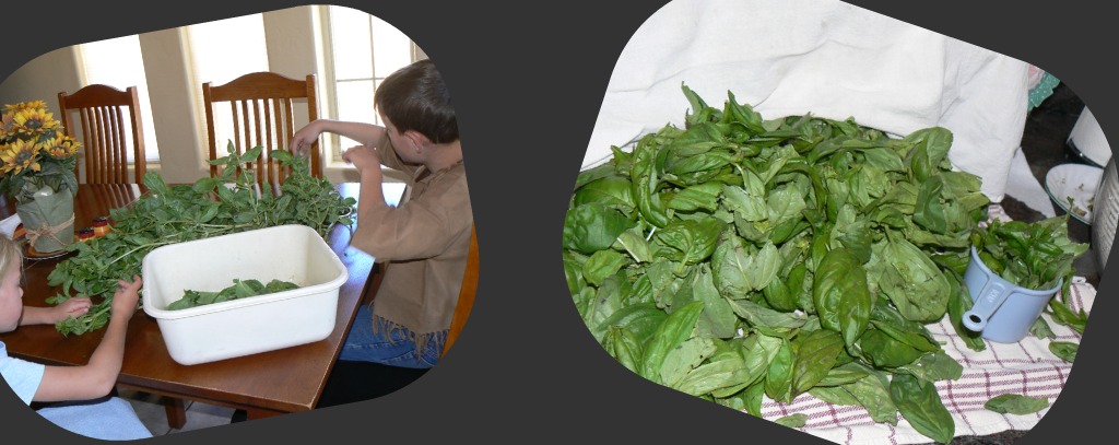freezing basil from the garden