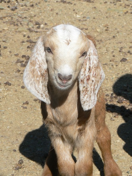 baby goat