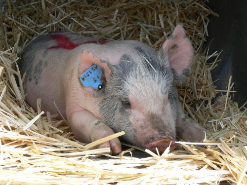 4-H pig