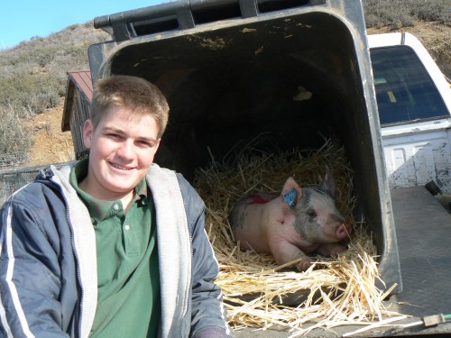 4-H pig