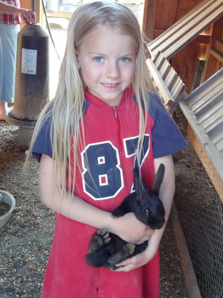 rabbit