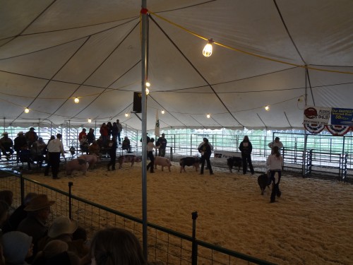 4-H Swine Showmanship