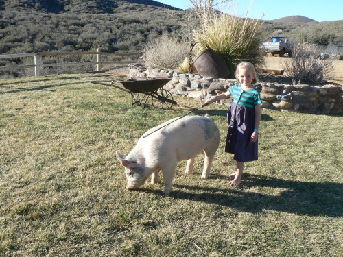4-H pig