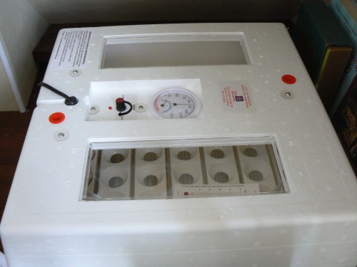 chicken incubator