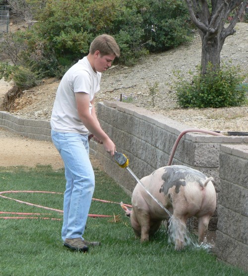 4-H pig