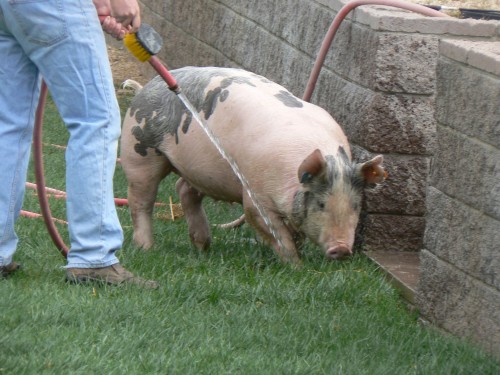 4-H pig