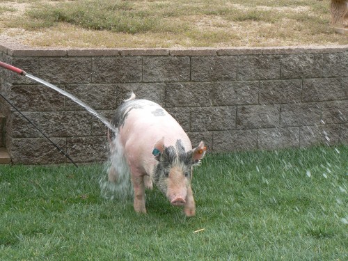 4-H pig