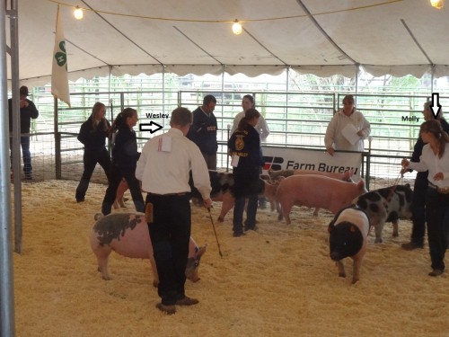 4-H Swine Showmanship