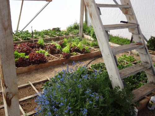 greenhouse garden