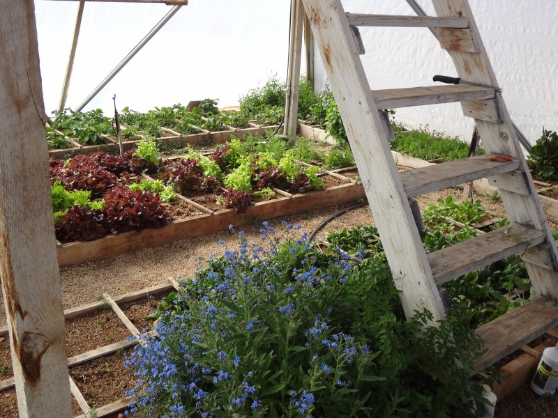 greenhouse garden