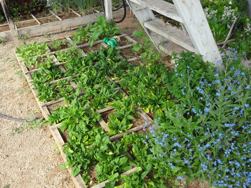 greenhouse garden