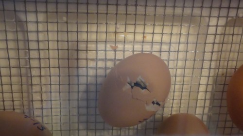 chick pipping his way out