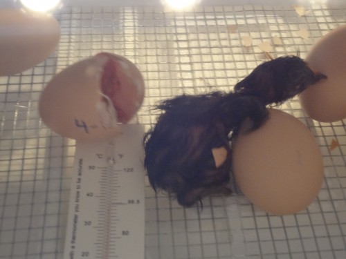 hatching chick