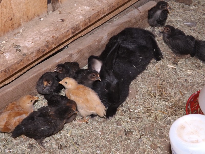 chicks and rabbit