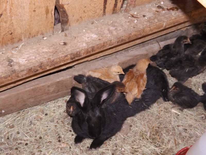 chicks and rabbit