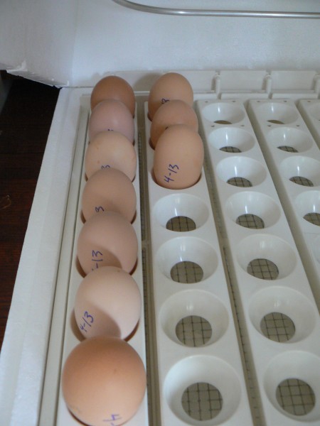 incubating chickens