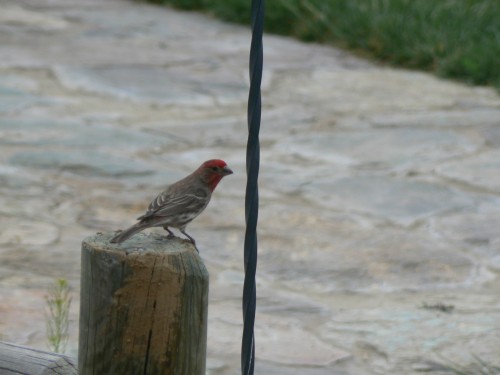 House Finch