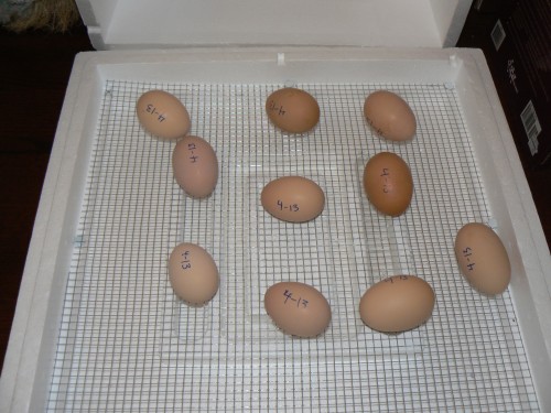 chicken incubator