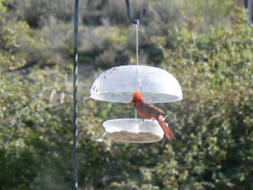 Northern Cardinal