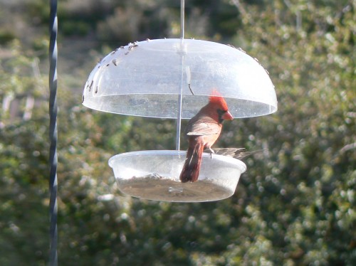 Northern Cardinal