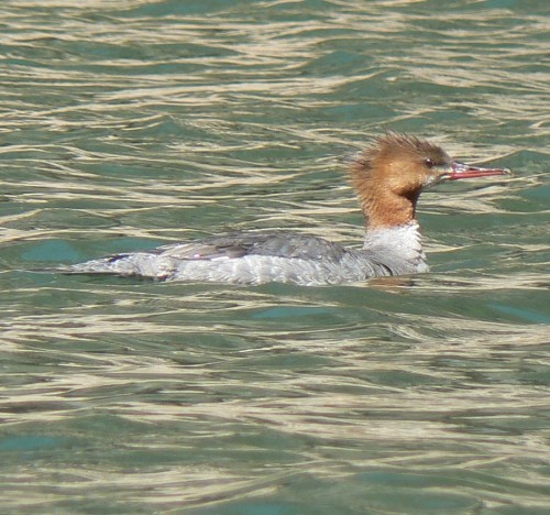 duck