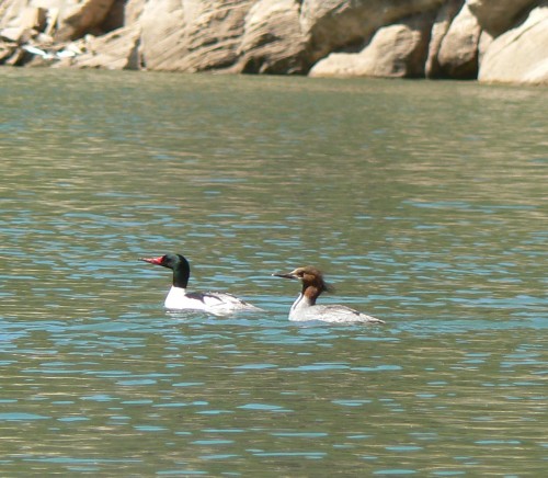 ducks