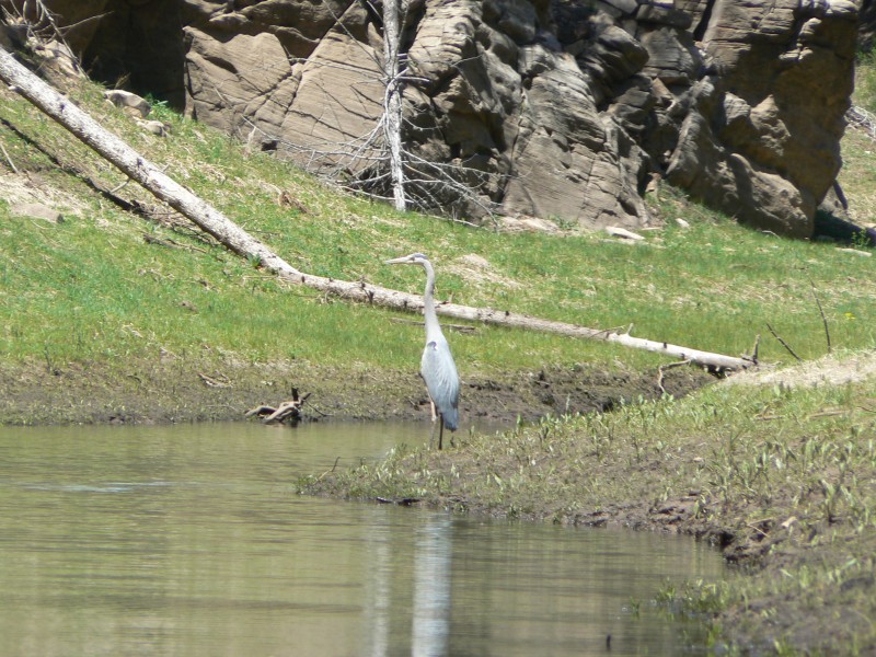 blue heron