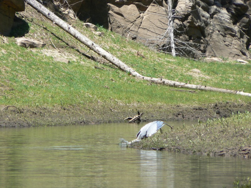 Blue Ridge Reservoir, blue heron